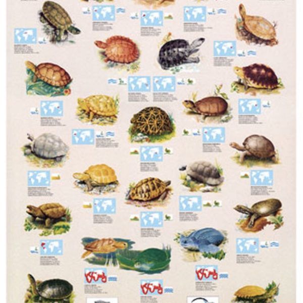 EUROGRAPHICS Puzzle 1000 Turtles & Tortoises