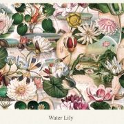 Papel decoupage, water Lily, 70 x 100cm, wp16-01