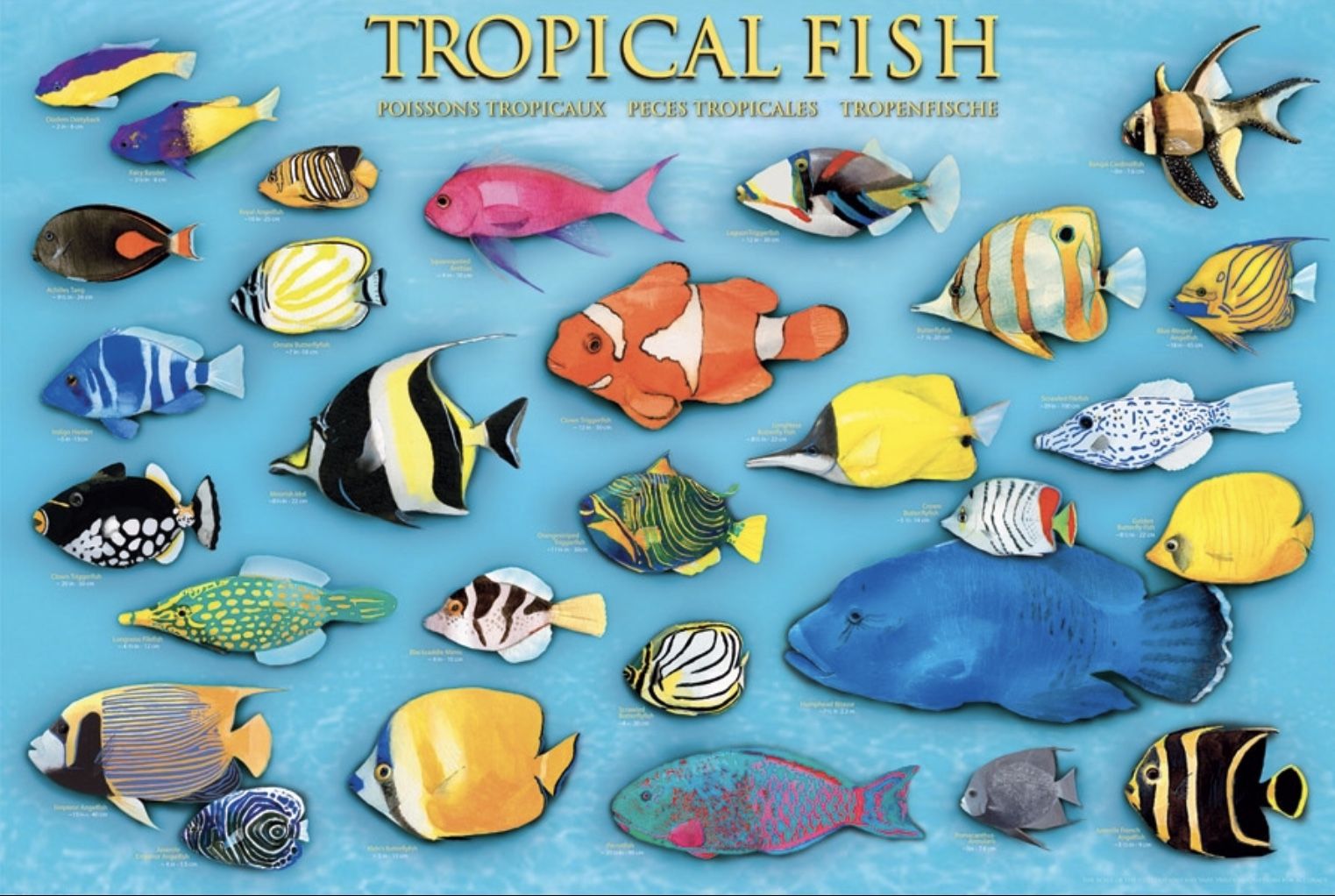 EUROGRAPHICS Puzzle 1000 piezas Tropical Fish