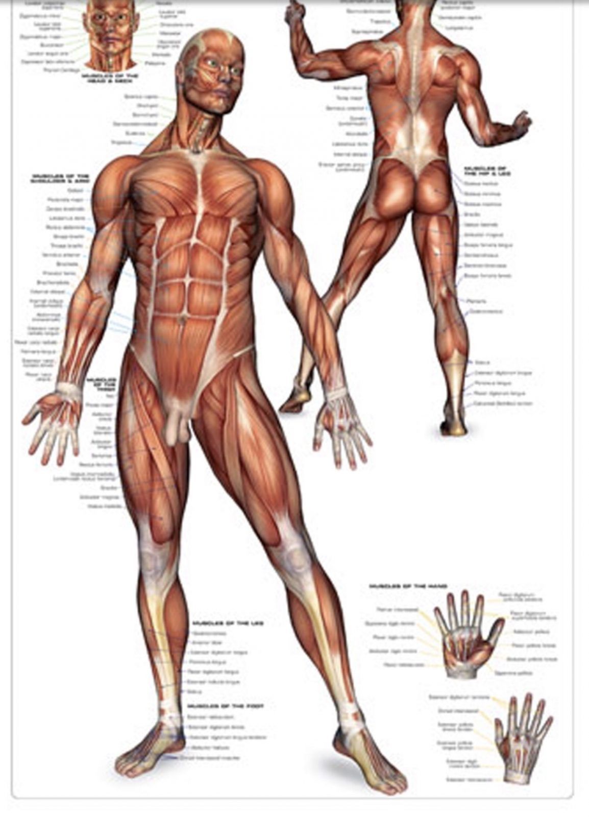EUROGRAPHICS Puzzle 1000 The Muscular System