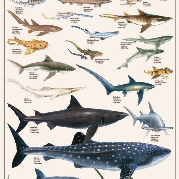 EUROGRAPHICS Puzzle 1000 Dangerous Sharks