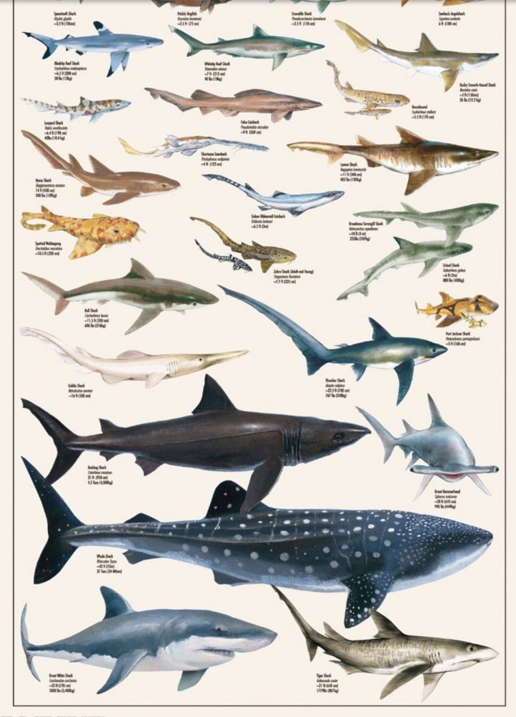 EUROGRAPHICS Puzzle 1000 Dangerous Sharks