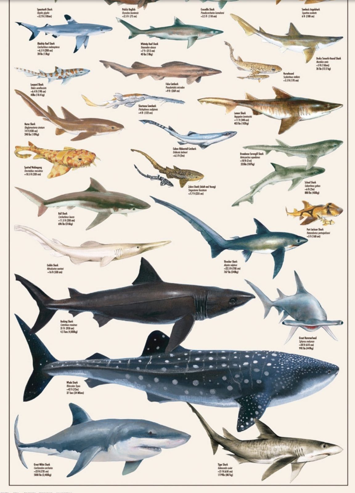 EUROGRAPHICS Puzzle 1000 Dangerous Sharks