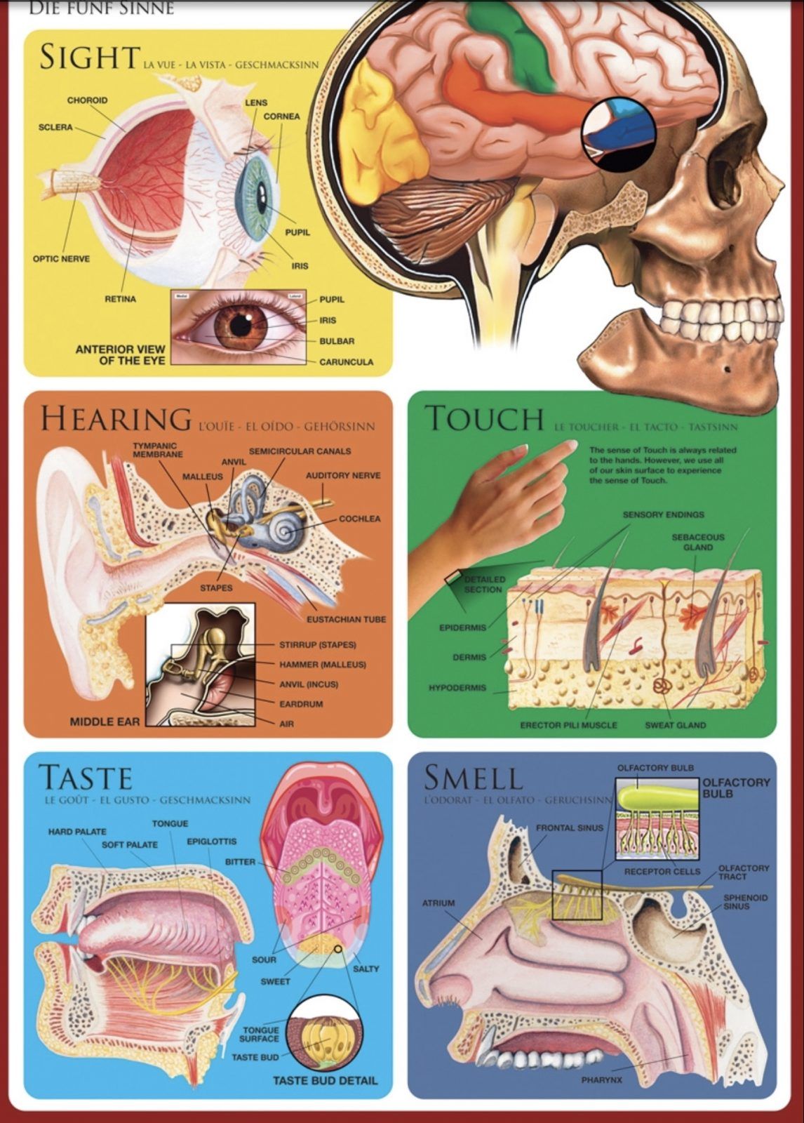 EUROGRAPHICS Puzzle 1000 piezas The Five Senses