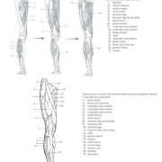 Láminas de anatomía Art.-Nr. 219055
