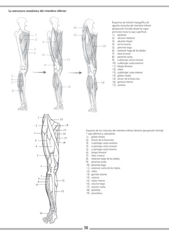 Láminas de anatomía Art.-Nr. 219055