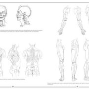 Láminas de anatomía Art.-Nr. 219055