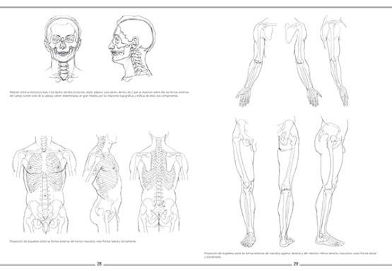 Láminas de anatomía Art.-Nr. 219055