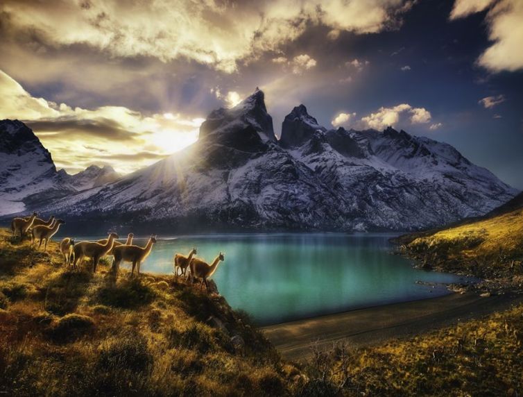 Heye Puzzle 1000 Guanacos Art.-Nr. 29815