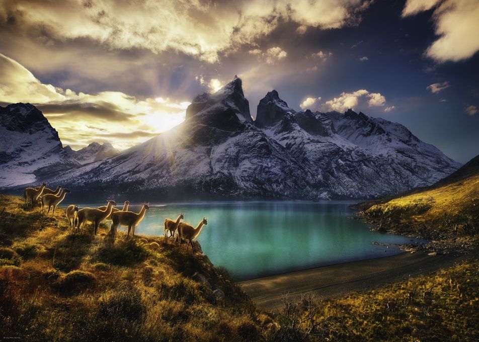 Heye Puzzle 1000 Guanacos Art.-Nr. 29815