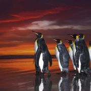 HEYE Puzzle 1000 King Penguins – Edition Alexander von Humboldt Art.-Nr. 29858