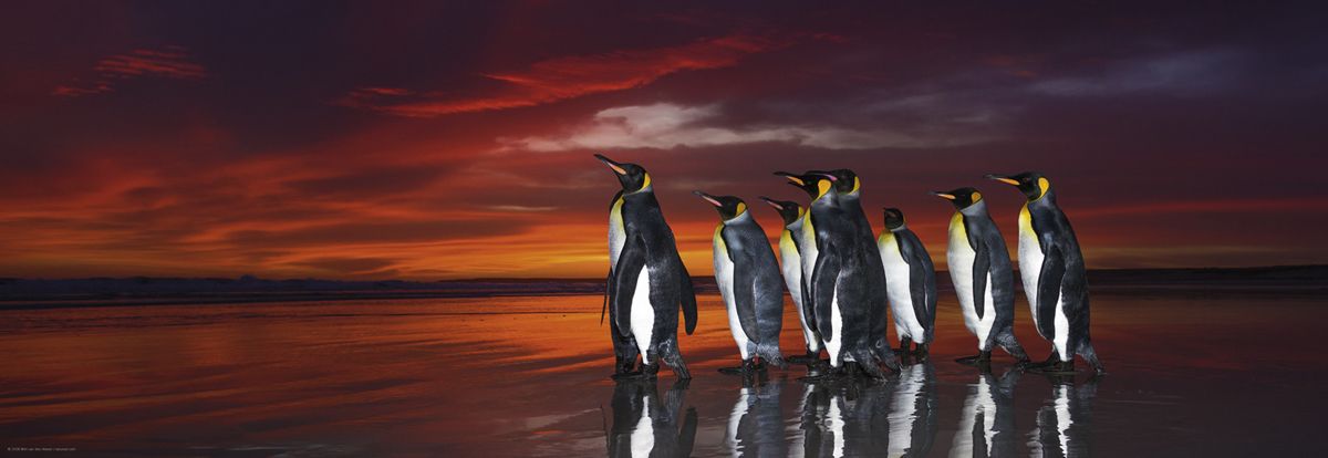 HEYE Puzzle 1000 King Penguins – Edition Alexander von Humboldt Art.-Nr. 29858
