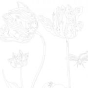 Artists’ Colouring Book Still Life Bouquets Art.-Nr. 8048
