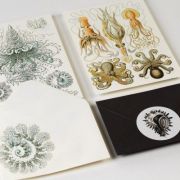 Letter Writing Set Art Forms in Nature Art.-Nr. 4828