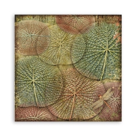 Colección «Amazonia» 30 x 30 Art.-Nr. SBBL83