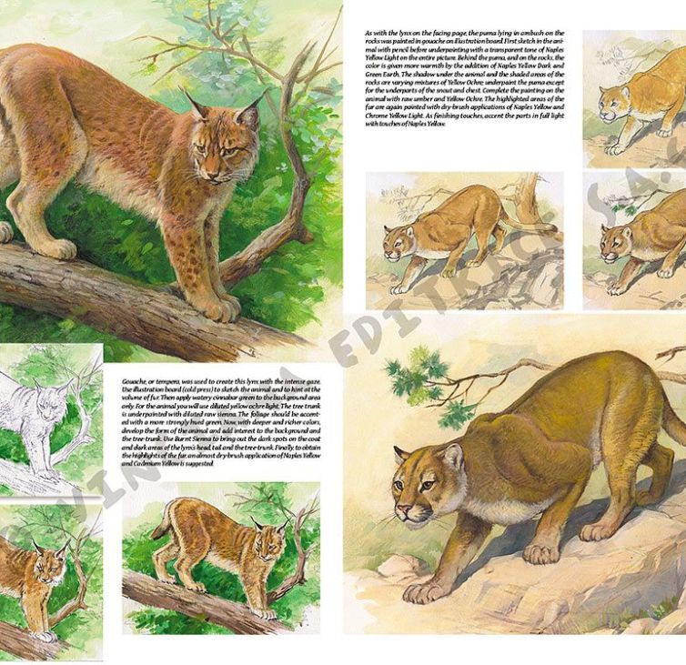 Colección Leonardo – 12 – Animales