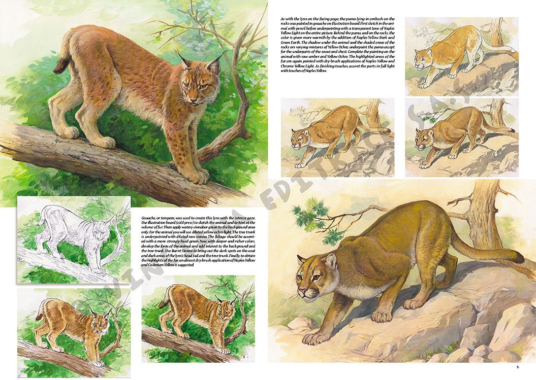 Colección Leonardo – 12 – Animales