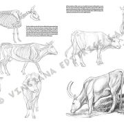Colección Leonardo – 13 – Animales