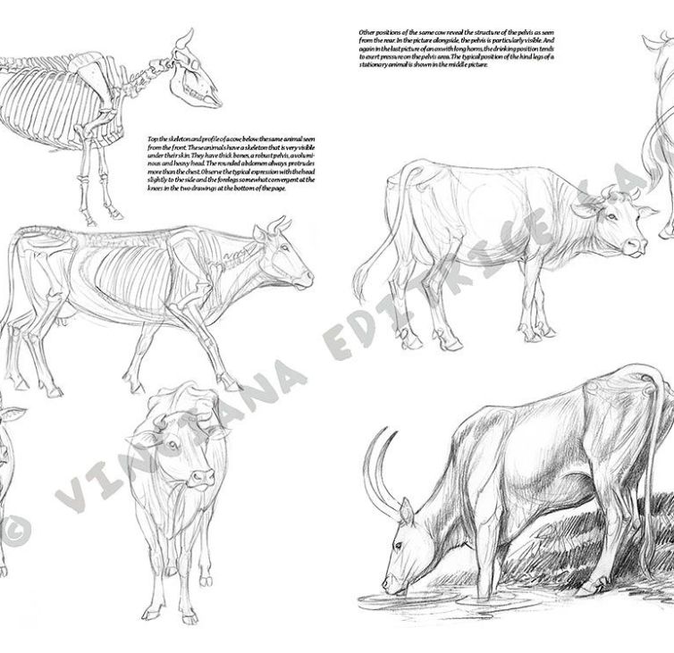 Colección Leonardo – 13 – Animales