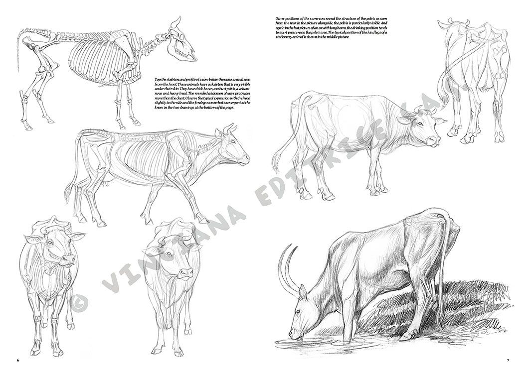 Colección Leonardo – 13 – Animales