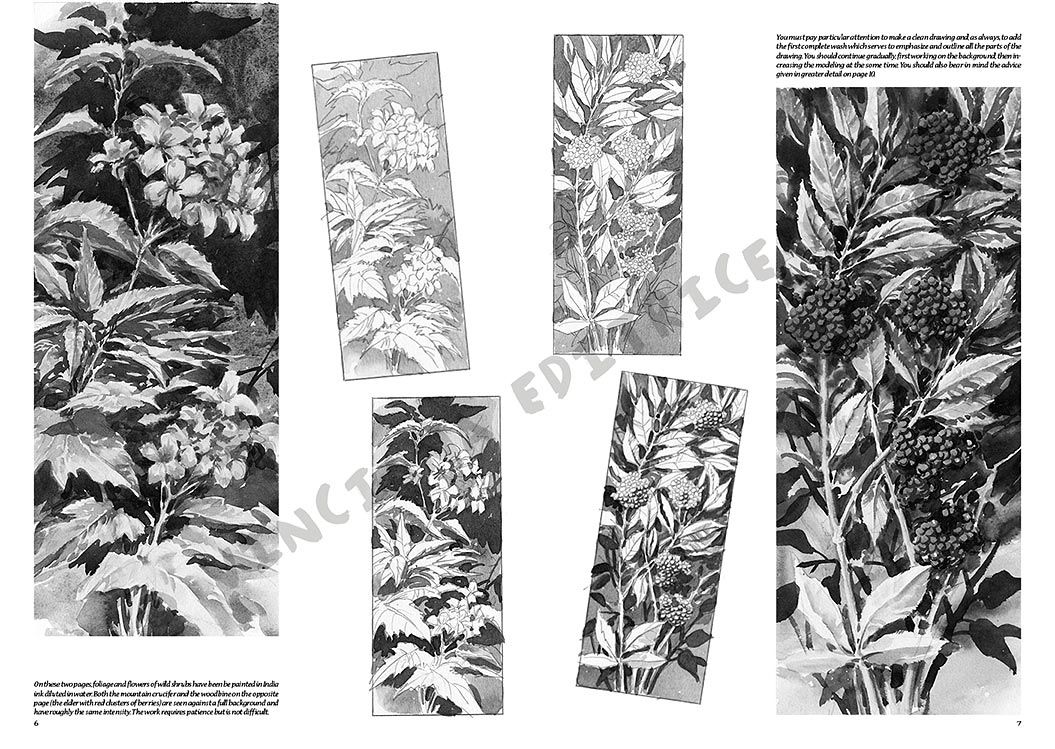 Colección Leonardo – 20 – Flores