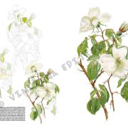 Colección Leonardo – 42 – Rosas