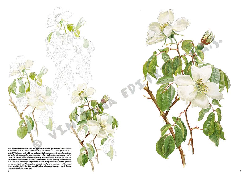 Colección Leonardo – 42 – Rosas