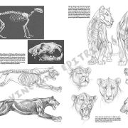 Colección Leonardo – 12 – Animales