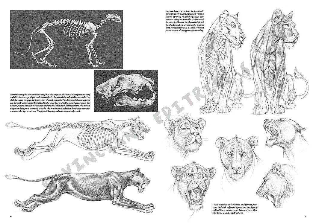 Colección Leonardo – 12 – Animales