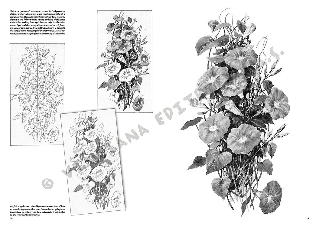 Colección Leonardo – 20 – Flores
