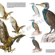 Colección Leonardo – 28 – Los pájaros