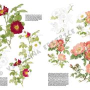 Colección Leonardo – 42 – Rosas