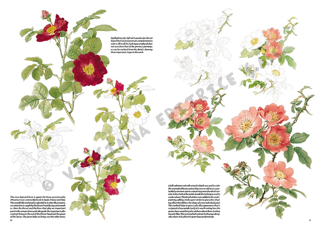 Colección Leonardo – 42 – Rosas