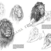 Colección Leonardo – 12 – Animales