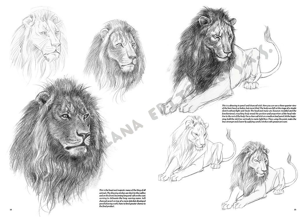 Colección Leonardo – 12 – Animales