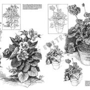 Colección Leonardo – 21 – Flores