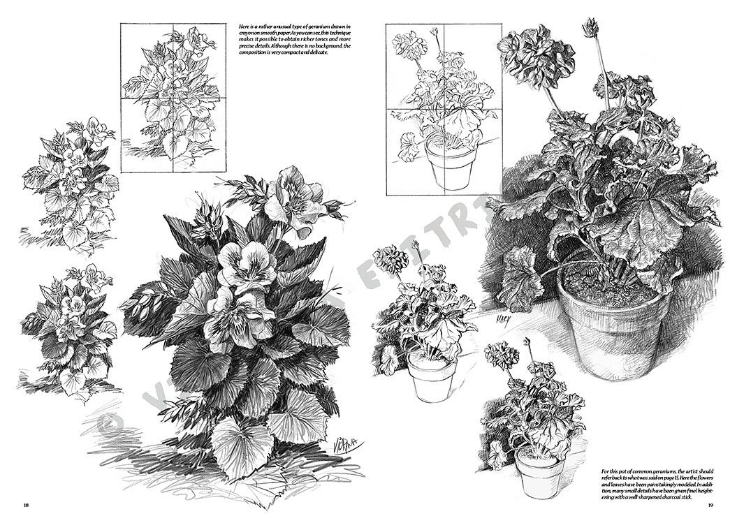 Colección Leonardo – 21 – Flores