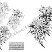 Colección Leonardo – 23 – Flores