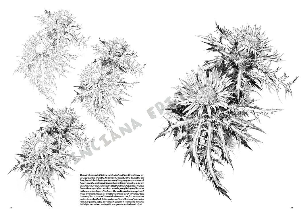 Colección Leonardo – 23 – Flores
