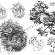 Colección Leonardo – 28 – Los pájaros