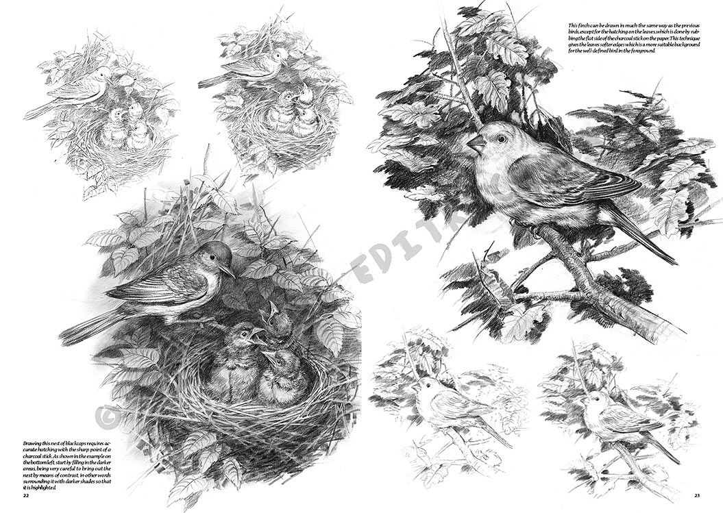Colección Leonardo – 28 – Los pájaros