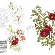 Colección Leonardo – 42 – Rosas