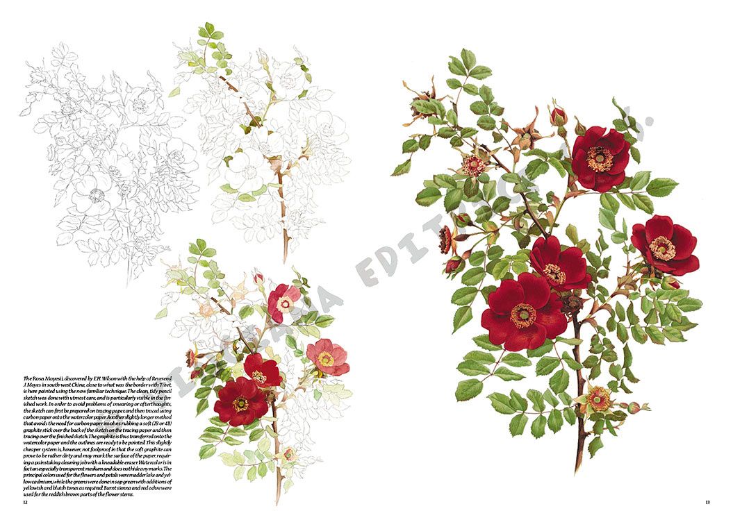 Colección Leonardo – 42 – Rosas