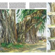 Colección Leonardo – 45 – Árboles y hojas