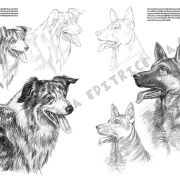 Colección Leonardo – 13 – Animales