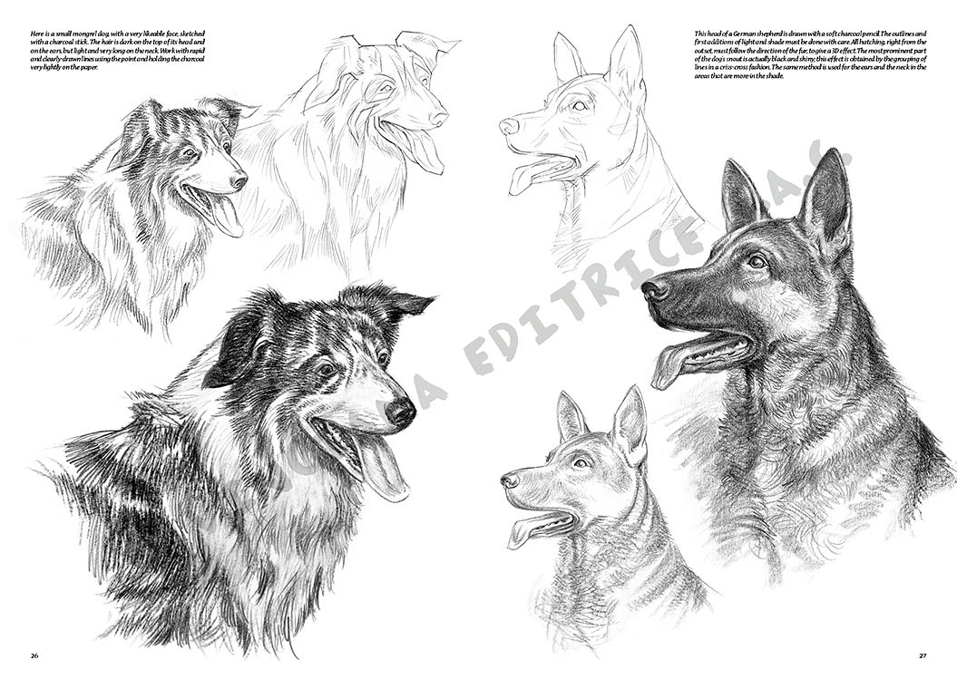 Colección Leonardo – 13 – Animales