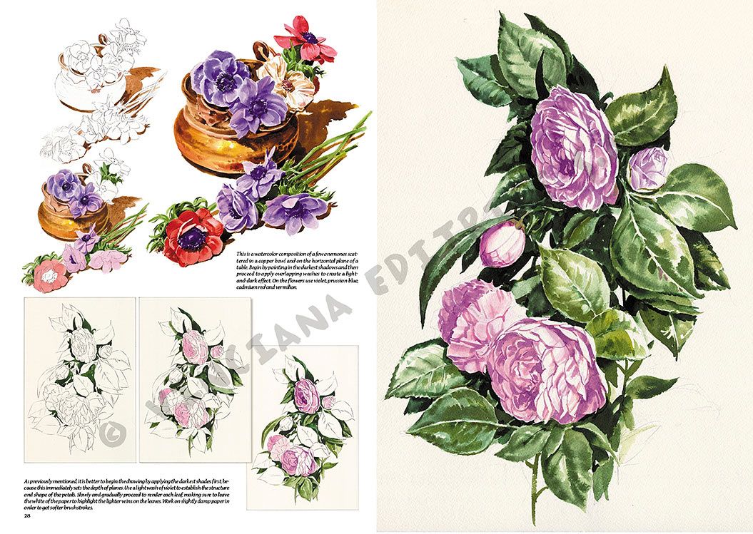 Colección Leonardo – 20 – Flores