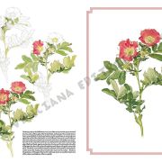Colección Leonardo – 42 – Rosas