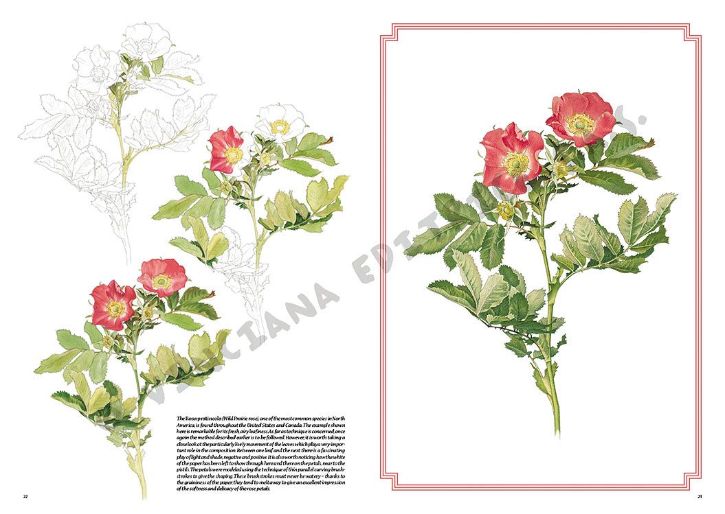Colección Leonardo – 42 – Rosas