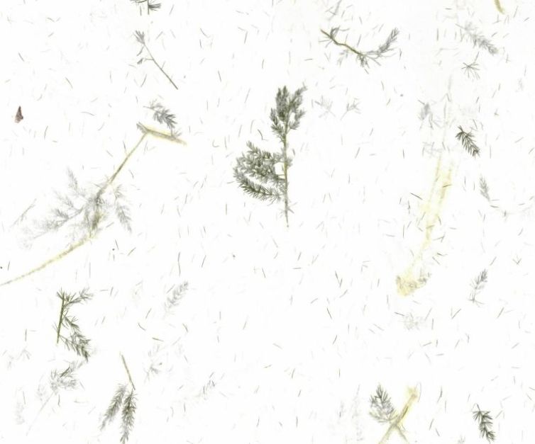 Papel fantasía hecho a mano – Blanco fibras-hojas Art.-Nr. 634576
